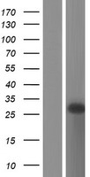 GCET2 (GCSAM) Human Over-expression Lysate
