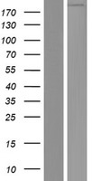 FREM3 Human Over-expression Lysate