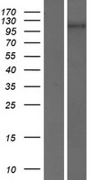 PCDH7 Human Over-expression Lysate