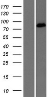 EPB41L5 Human Over-expression Lysate