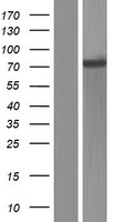 KLHL13 Human Over-expression Lysate