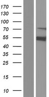 ASMTL Human Over-expression Lysate