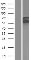 HCK Human Over-expression Lysate