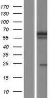 BANP Human Over-expression Lysate