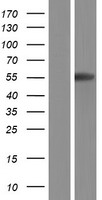 CTSA Human Over-expression Lysate