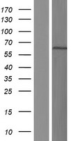BANP Human Over-expression Lysate