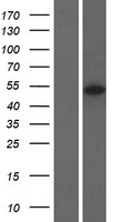 Glycogenin 2 (GYG2) Human Over-expression Lysate