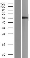 TMPRSS4 Human Over-expression Lysate