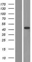 AMACR Human Over-expression Lysate