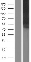 SIGLEC6 Human Over-expression Lysate
