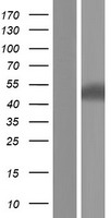 LILRA3 Human Over-expression Lysate