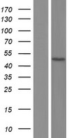 ZFYVE27 Human Over-expression Lysate