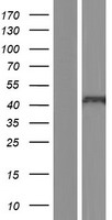 CXCR2 Human Over-expression Lysate