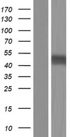 PDHA1 Human Over-expression Lysate