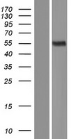 MICA Human Over-expression Lysate