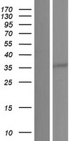 GPN3 Human Over-expression Lysate