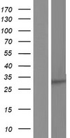 PEX11B Human Over-expression Lysate