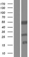 KRTCAP3 Human Over-expression Lysate