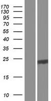 C12orf74 Human Over-expression Lysate