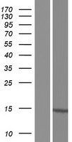 PIN4 Human Over-expression Lysate