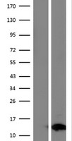 FAM104B Human Over-expression Lysate