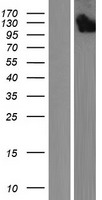 MYCBPAP Human Over-expression Lysate
