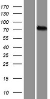 ALKBH8 Human Over-expression Lysate