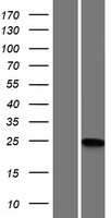 MGMT Human Over-expression Lysate