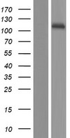 MICAL1 Human Over-expression Lysate