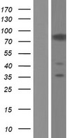 CASS4 Human Over-expression Lysate
