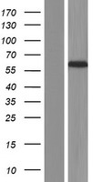 CERKL Human Over-expression Lysate