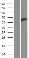 RPAP3 Human Over-expression Lysate