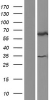 TULP3 Human Over-expression Lysate