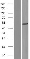 ODR4 (C1orf27) Human Over-expression Lysate