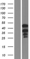 CASS4 Human Over-expression Lysate