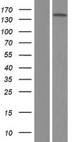 VWA5B2 Human Over-expression Lysate