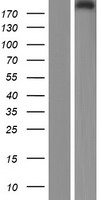 PCNXL3 (PCNX3) Human Over-expression Lysate