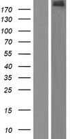 ADGB Human Over-expression Lysate