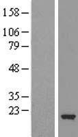 Cofilin 2 (CFL2) Human Over-expression Lysate