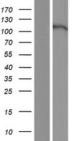 Eph receptor A7 (EPHA7) Human Over-expression Lysate