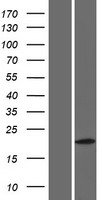 LINC02860 Human Over-expression Lysate