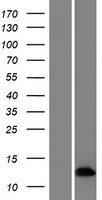 CHM Human Over-expression Lysate