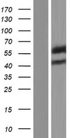PRMT3 Human Over-expression Lysate