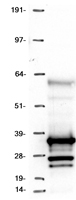 TRAF4AF1 (KNSTRN) Human Over-expression Lysate