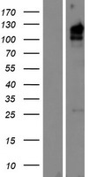 ELAPOR2 Human Over-expression Lysate
