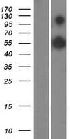 RAB11FIP3 Human Over-expression Lysate