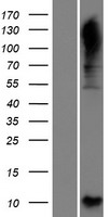 C4orf48 Human Over-expression Lysate