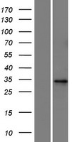 C1orf226 Human Over-expression Lysate