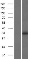 PRSS41 Human Over-expression Lysate