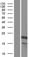 ARFRP1 Human Over-expression Lysate